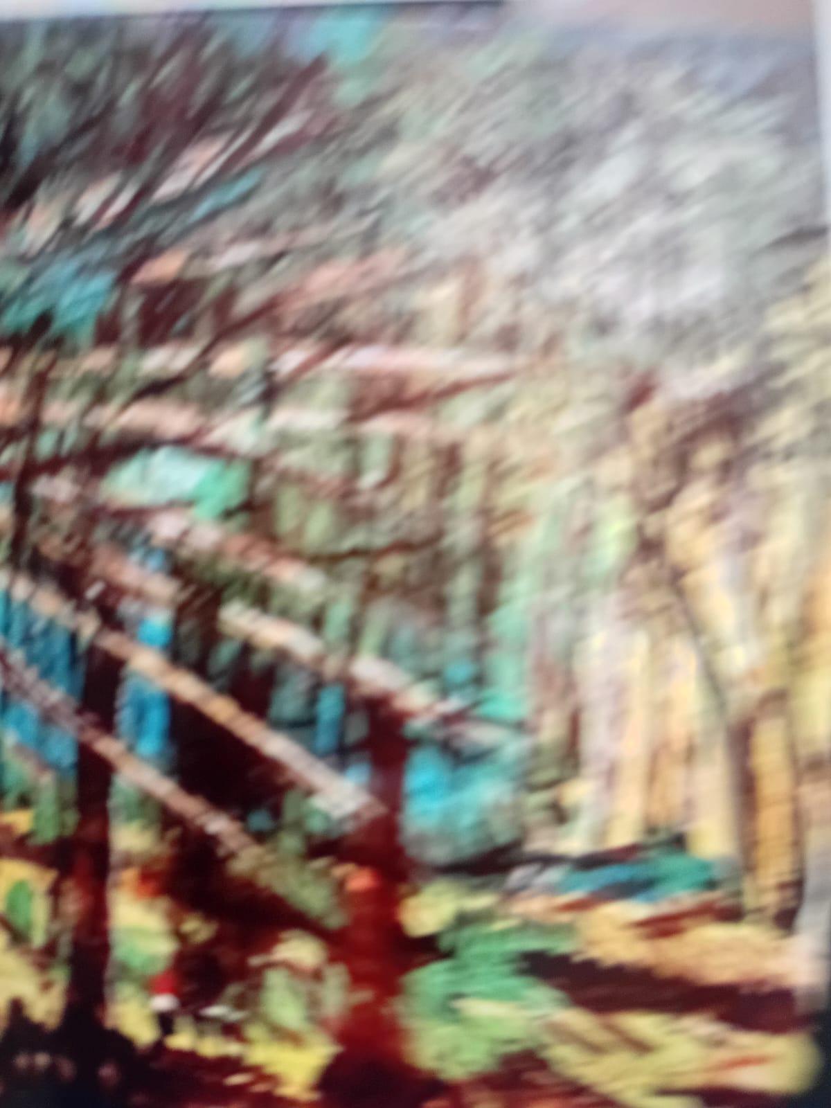 Wild Wood